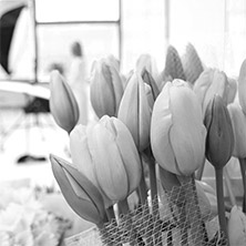 Spring flowers